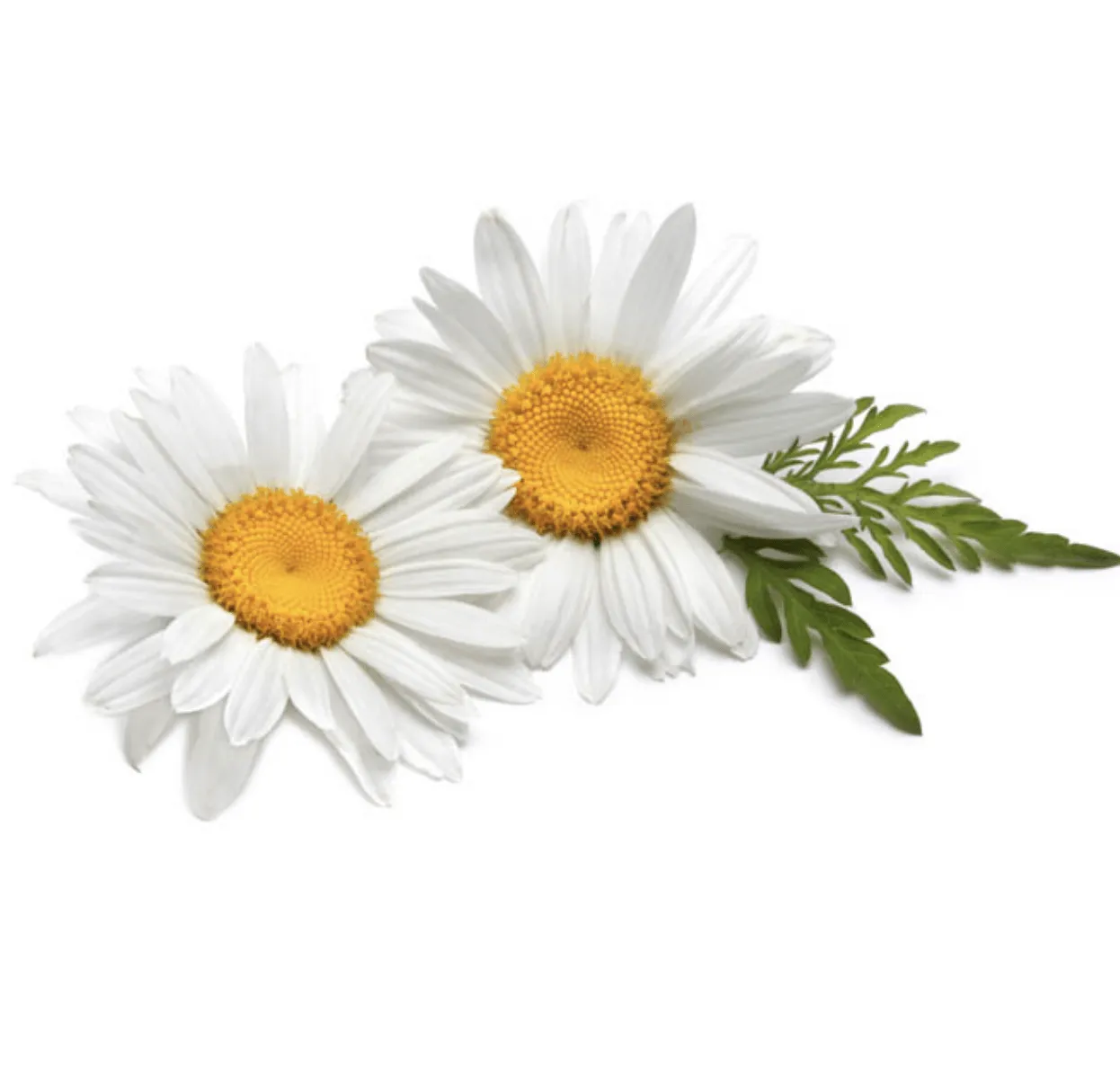 Chamomile Essential Oil ~ Sedating