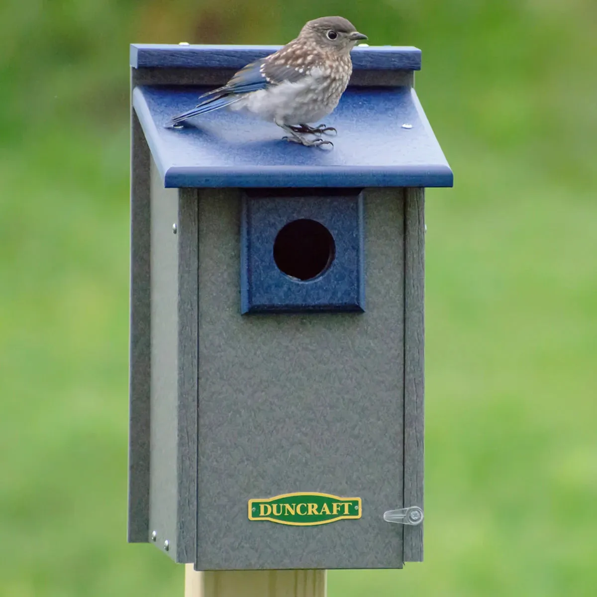 Duncraft Bluebird House Supreme