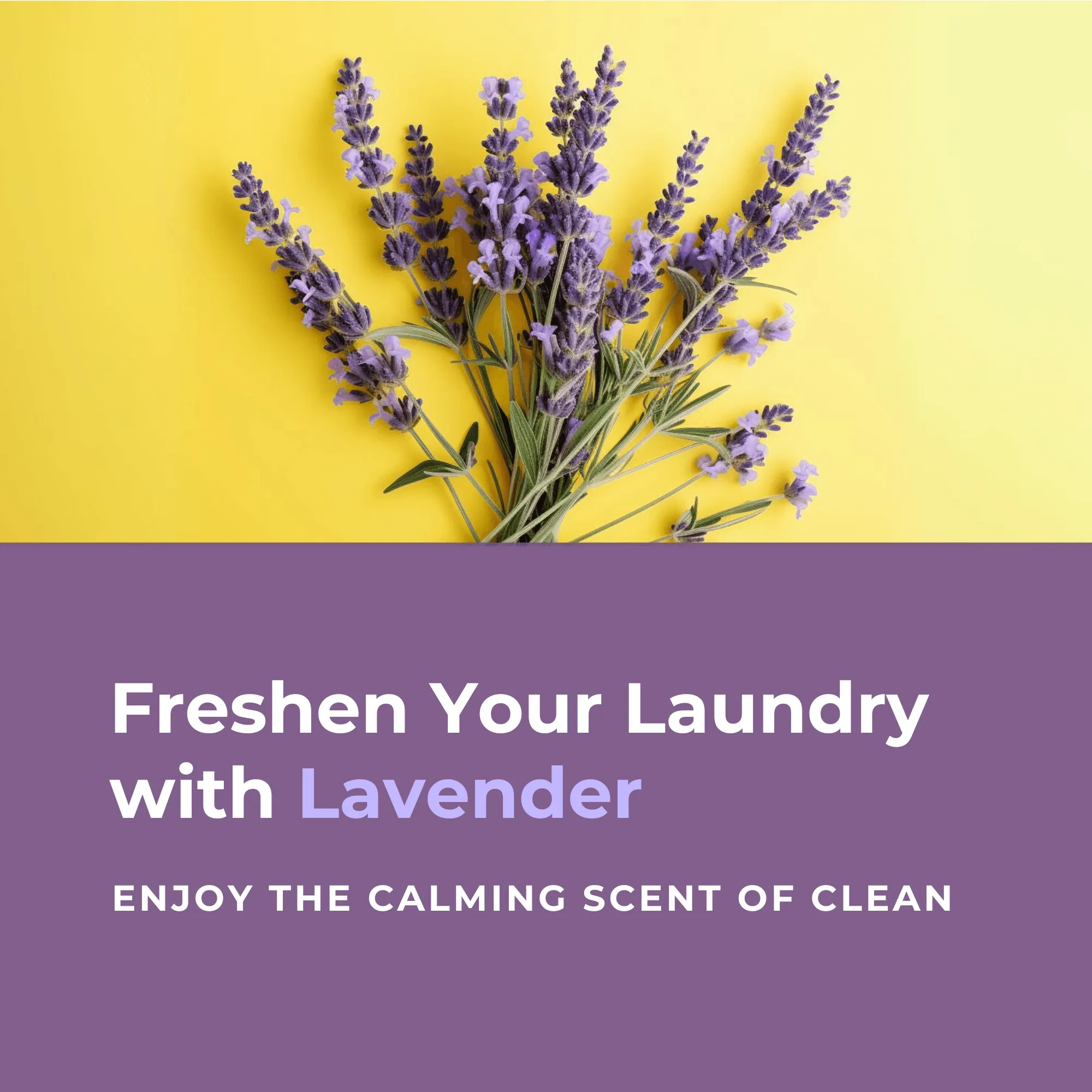 Flowcheer Eco Friendly Laundry Detergent Sheets - 200 Counts - Lavender