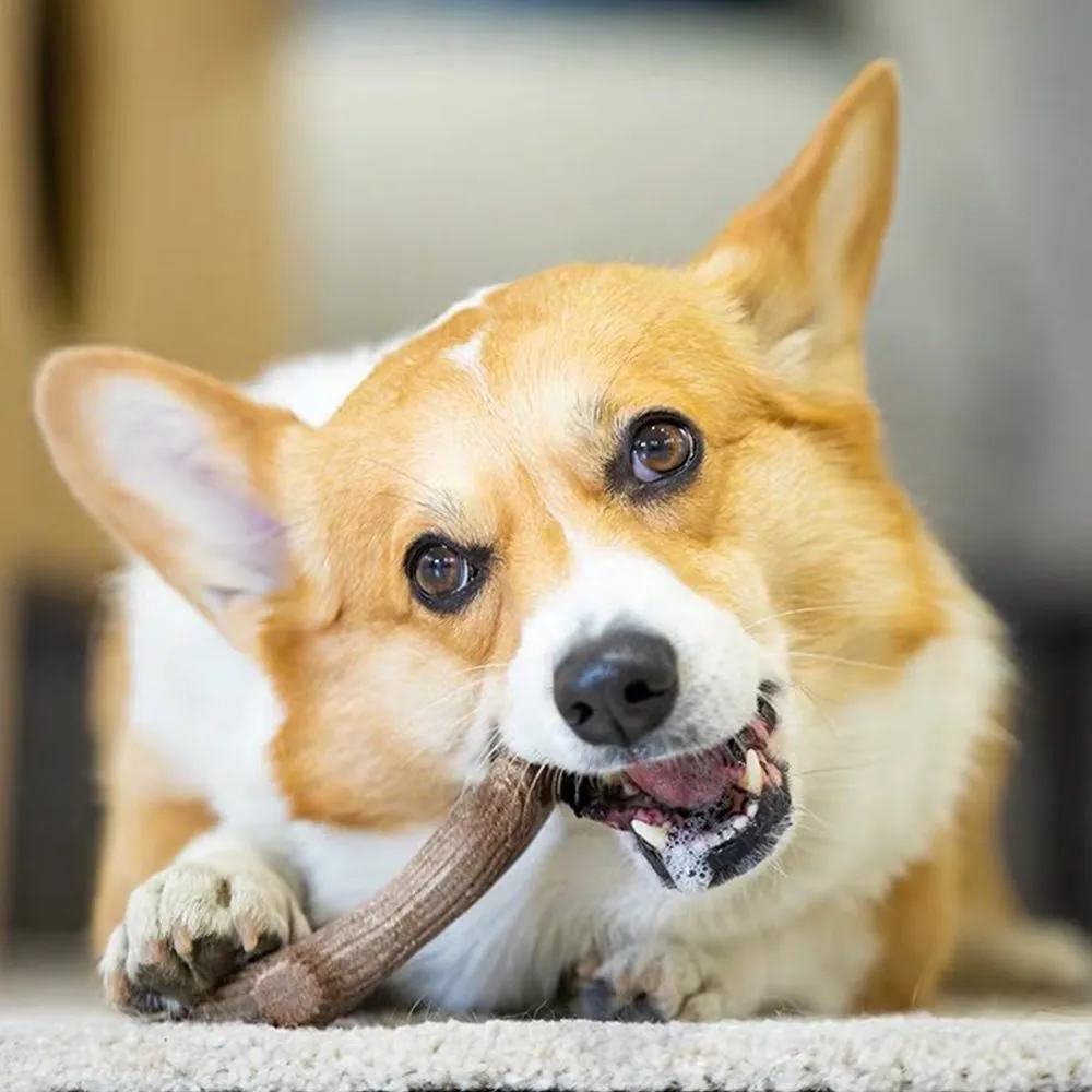 GiGwi Eco Wooden Antler Dog Toy