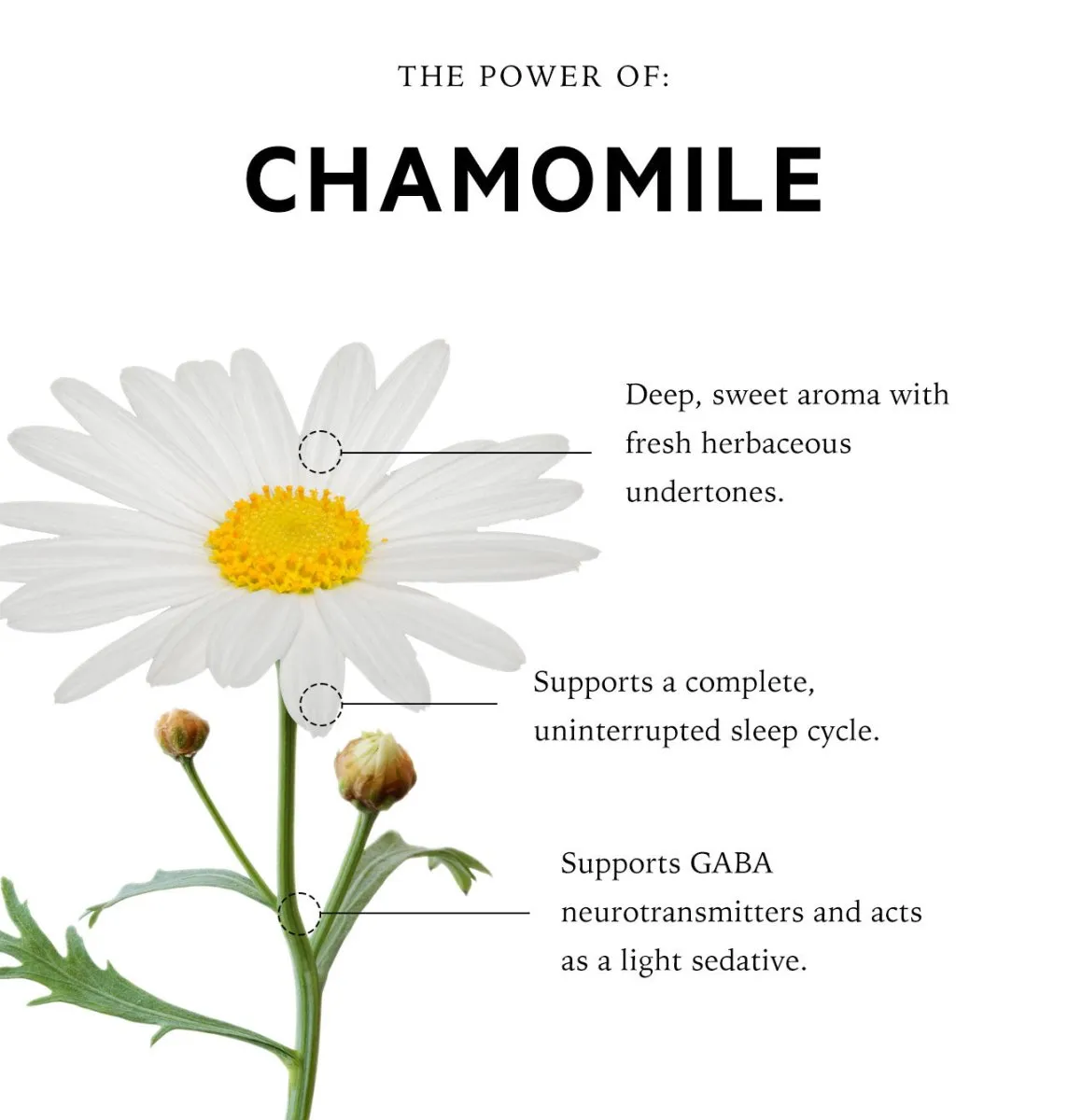 Roman Chamomile Reed Diffuser